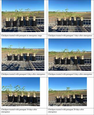 The first report of chickpea (Cicer arietinum L.) tolerance to Paraquat in Australia